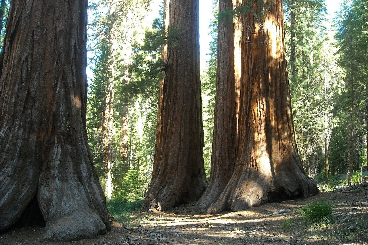 Sequoia National Park